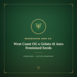 West Coast OG x Gelato 41 Auto Feminised Seeds West Coast OG x Gelato 41 Auto Feminised Seeds