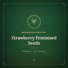 Ztrawberry Feminised Seeds
