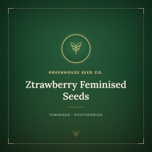 Ztrawberry Feminised Seeds Ztrawberry Feminised Seeds