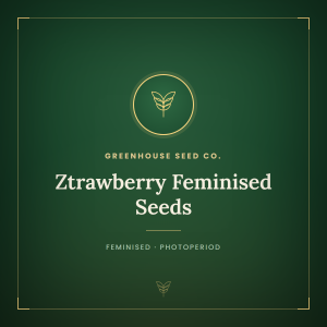 Ztrawberry Feminised Seeds Ztrawberry Feminised Seeds