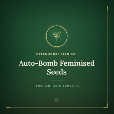 Auto-Bomb Feminised Seeds Auto-Bomb Feminised Seeds