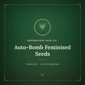 Auto-Bomb Feminised Seeds