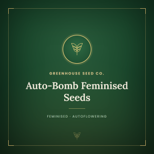 Auto-Bomb Feminised Seeds Auto-Bomb Feminised Seeds