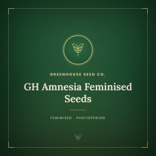 GH Amnesia Feminised Seeds GH Amnesia Feminised Seeds