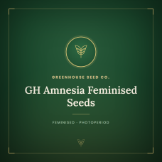 GH Amnesia Feminised Seeds