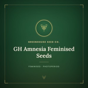GH Amnesia Feminised Seeds