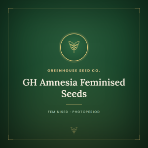 GH Amnesia Feminised Seeds GH Amnesia Feminised Seeds