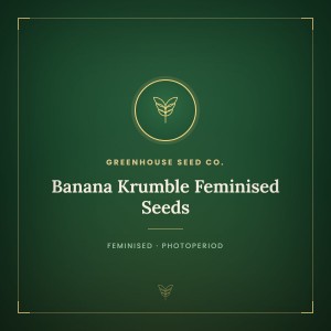 Banana Krumble Feminised Seeds