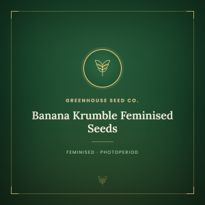 Banana Krumble Feminised Seeds Banana Krumble Feminised Seeds