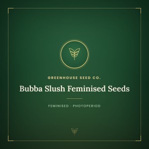 Bubba Slush Feminised Seeds Bubba Slush Feminised Seeds