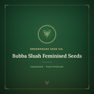 Bubba Slush Feminised Seeds