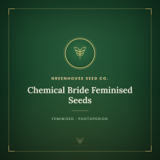 Chemical Bride Feminised Seeds Chemical Bride Feminised Seeds