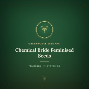 Chemical Bride Feminised Seeds Chemical Bride Feminised Seeds