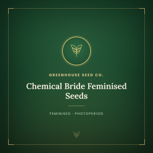 Chemical Bride Feminised Seeds Chemical Bride Feminised Seeds
