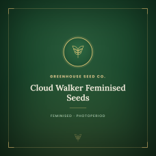 Cloud Walker Feminised Seeds