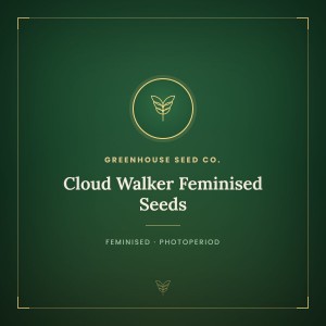 Cloud Walker Feminised Seeds