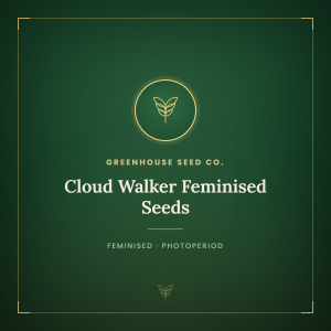 Cloud Walker Feminised Seeds Cloud Walker Feminised Seeds