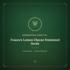 Franco's Lemon Cheese Feminised Seeds Franco's Lemon Cheese Feminised Seeds