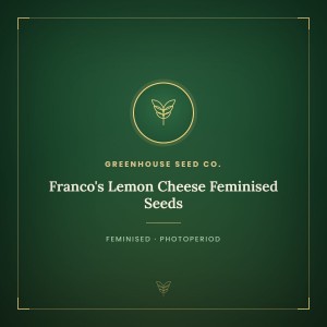 Franco's Lemon Cheese Feminised Seeds Franco's Lemon Cheese Feminised Seeds