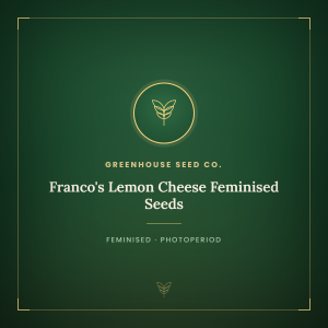 Franco's Lemon Cheese Feminised Seeds Franco's Lemon Cheese Feminised Seeds