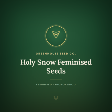 Holy Snow Feminised Seeds