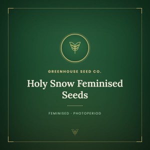 Holy Snow Feminised Seeds Holy Snow Feminised Seeds