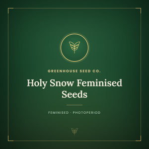 Holy Snow Feminised Seeds Holy Snow Feminised Seeds