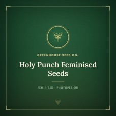 Holy Punch Feminised Seeds Holy Punch Feminised Seeds