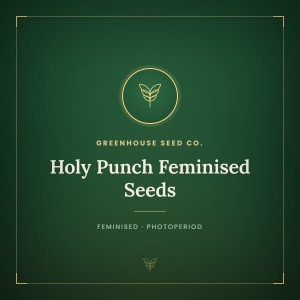 Holy Punch Feminised Seeds