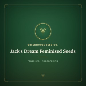 Jack's Dream Feminised Seeds