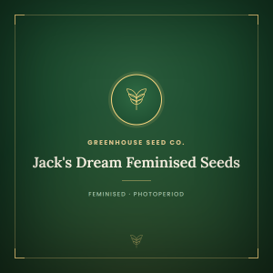 Jack's Dream Feminised Seeds Jack's Dream Feminised Seeds