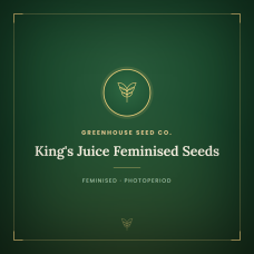 King's Juice Feminised Seeds