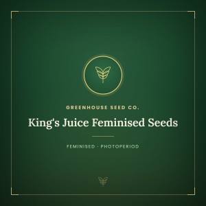 King's Juice Feminised Seeds King's Juice Feminised Seeds