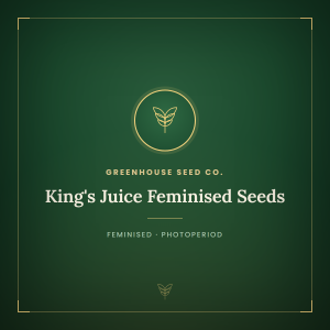 King's Juice Feminised Seeds King's Juice Feminised Seeds