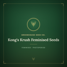 Kong's Krush Feminised Seeds