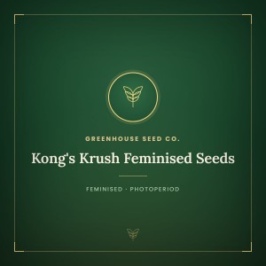 Kong's Krush Feminised Seeds
