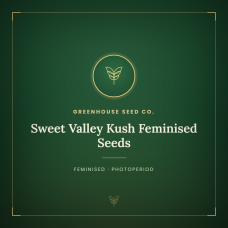 Sweet Valley Kush Feminised Seeds