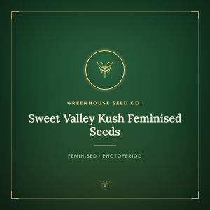Sweet Valley Kush Feminised Seeds Sweet Valley Kush Feminised Seeds
