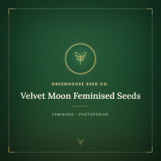 Velvet Moon Feminised Seeds