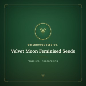 Velvet Moon Feminised Seeds Velvet Moon Feminised Seeds