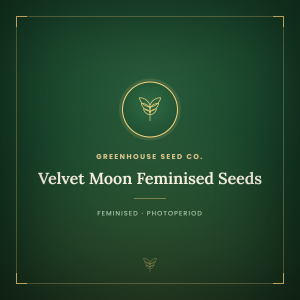 Velvet Moon Feminised Seeds Velvet Moon Feminised Seeds