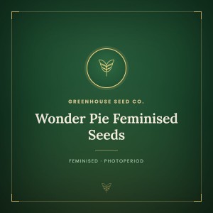 Wonder Pie Feminised Seeds