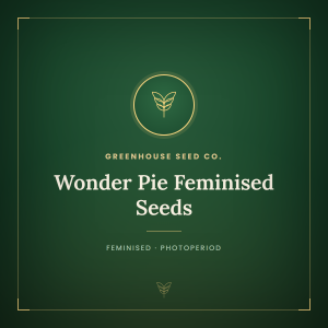 Wonder Pie Feminised Seeds Wonder Pie Feminised Seeds