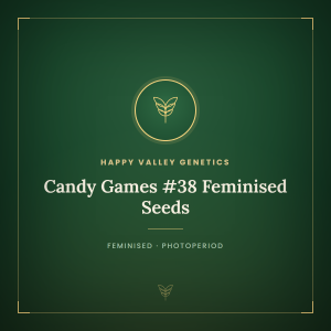 Candy Games #38 Feminised Seeds Candy Games #38 Feminised Seeds