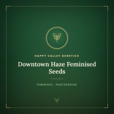 Downtown Haze Feminised Seeds Downtown Haze Feminised Seeds