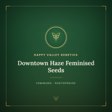 Downtown Haze Feminised Seeds Downtown Haze Feminised Seeds