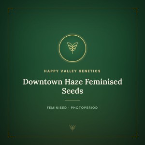 Downtown Haze Feminised Seeds Downtown Haze Feminised Seeds