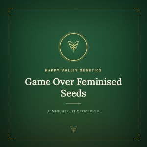 Game Over Feminised Seeds Game Over Feminised Seeds