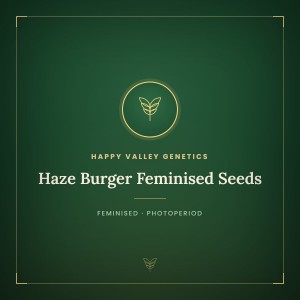 Haze Burger Feminised Seeds Haze Burger Feminised Seeds