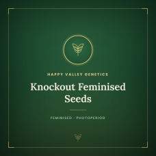 Knockout Feminised Seeds Knockout Feminised Seeds